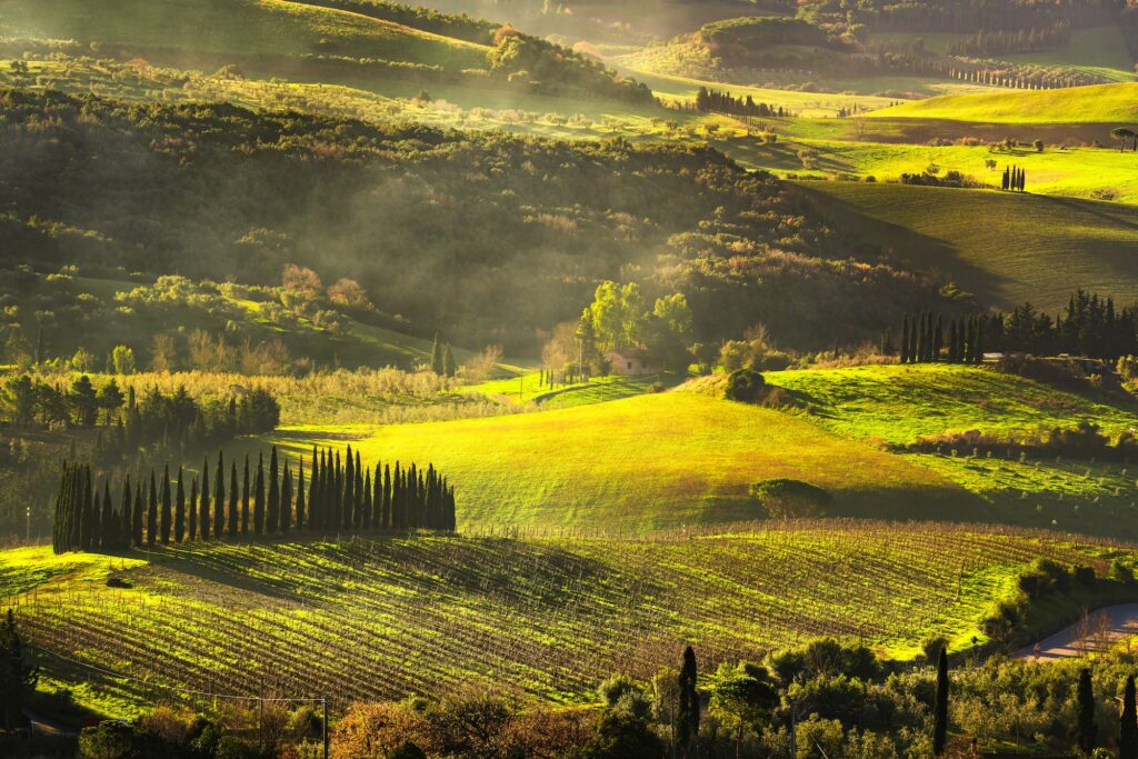 Maremma countryside, sunrise foggy landscape, vineyards and tree